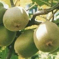 猕猴桃最新爆料视频大全